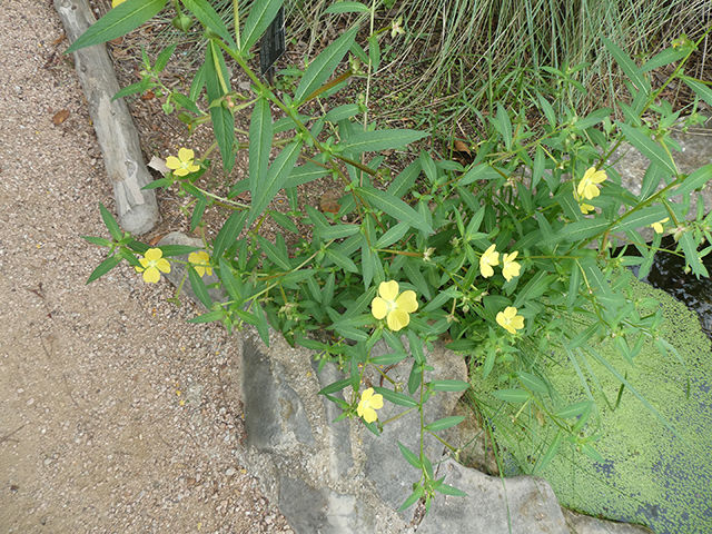 Ludwigia octovalvis (Mexican primrose-willow) #89858