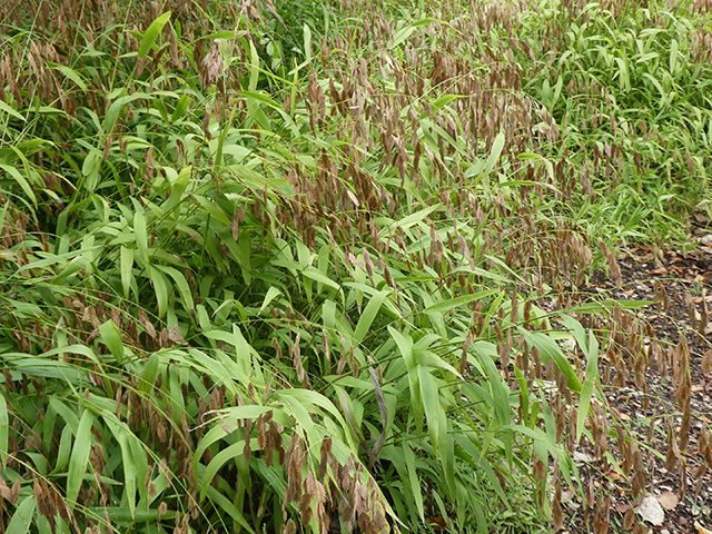 Chasmanthium latifolium (Inland sea oats) #89859
