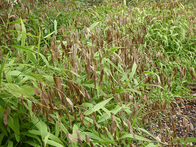 Chasmanthium latifolium (Inland sea oats) #89860