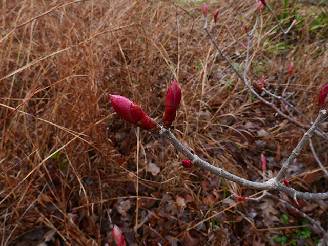 Aesculus pavia (Red buckeye) #89872
