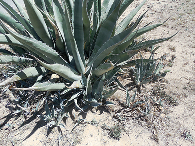 Agave parryi (Parry's agave) #35288