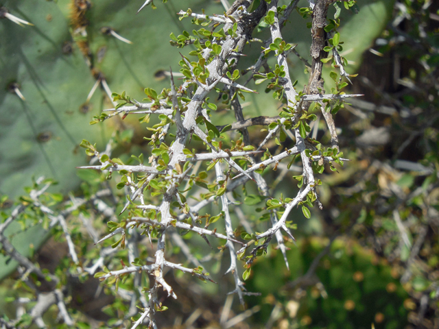 Condalia viridis (Green snakewood) #36202