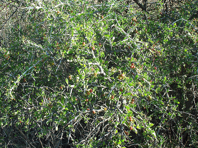 Condalia viridis (Green snakewood) #36203