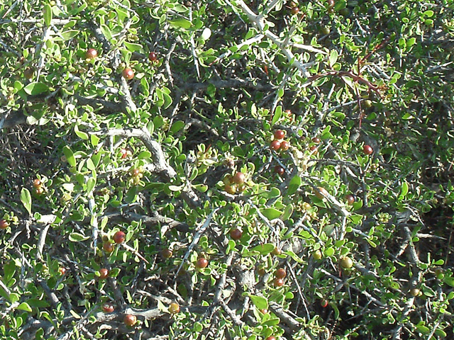 Condalia viridis (Green snakewood) #36219