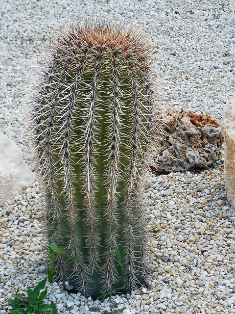 Carnegiea gigantea (Saguaro) #36761