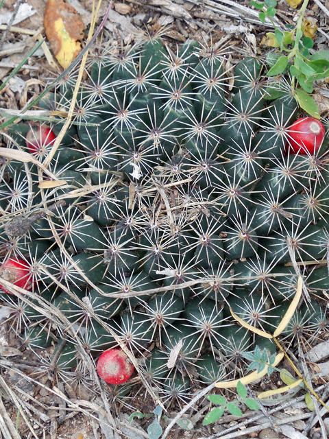 Mammillaria heyderi (Little nipple cactus) #36766