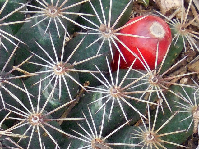 Mammillaria heyderi (Little nipple cactus) #36767