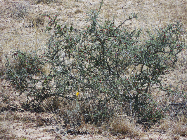 Condalia ericoides (Javelina bush) #42245