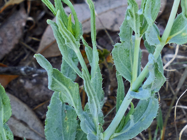 Helianthus ciliaris (Texas blueweed) #42254