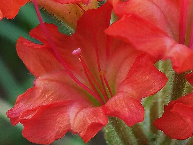 Nyctaginia capitata (Devil's bouquet) #42259