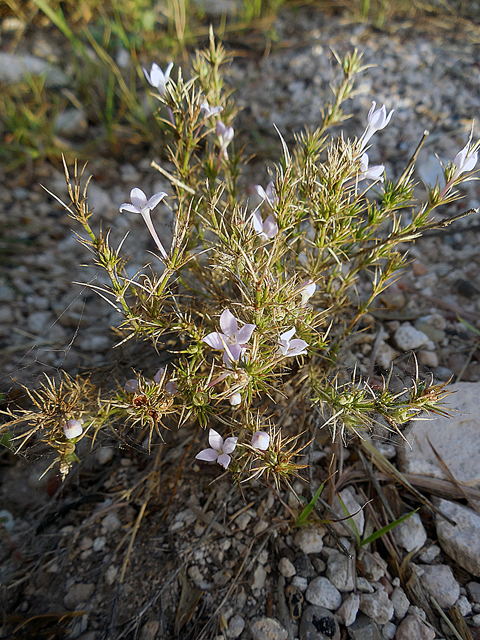 Houstonia acerosa (Needleleaf bluet) #44259