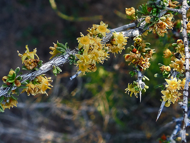 Condalia ericoides (Javelina bush) #44269