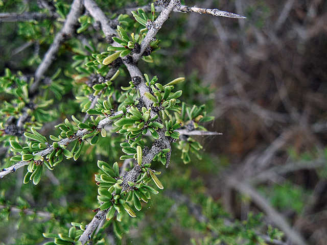 Condalia ericoides (Javelina bush) #44270