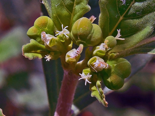Euphorbia dentata (Toothed spurge) #44279