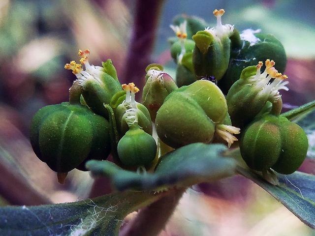 Euphorbia dentata (Toothed spurge) #44280