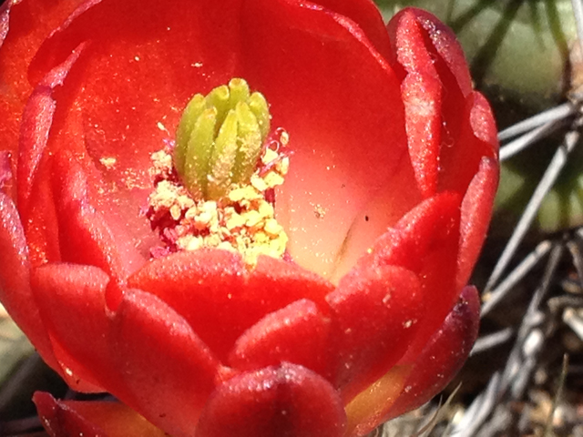 Echinocereus coccineus var. paucispinus (Scarlet hedgehog cactus) #41801