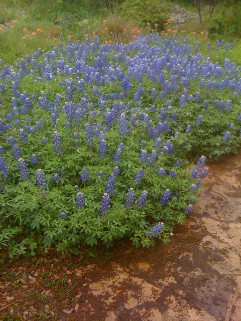 Lupinus texensis (Texas bluebonnet) #41811