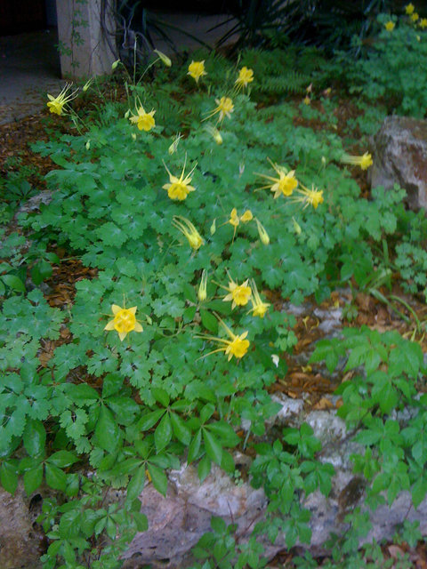 Aquilegia chrysantha var. hinckleyana (Hinckley's golden columbine) #41812