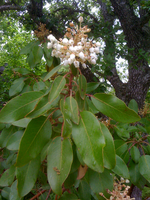 Arbutus xalapensis (Texas madrone) #41819