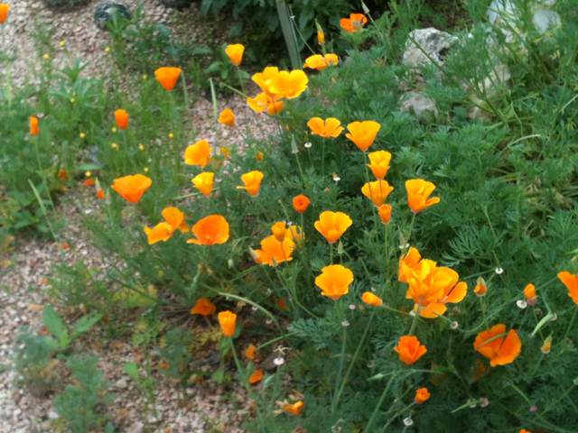 Eschscholzia californica (California poppy) #41844