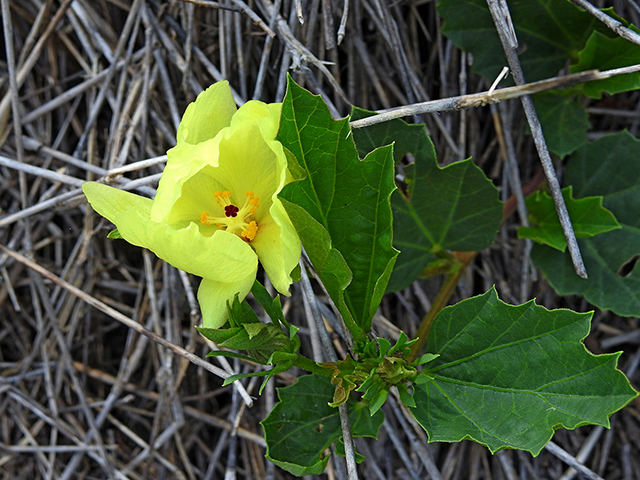 Cienfuegosia drummondii (Yellow flymallow) #87686
