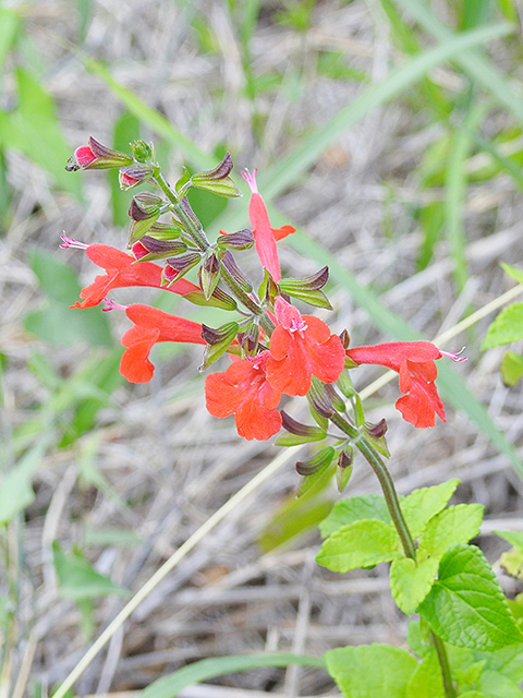 Salvia coccinea (Scarlet sage) #87703