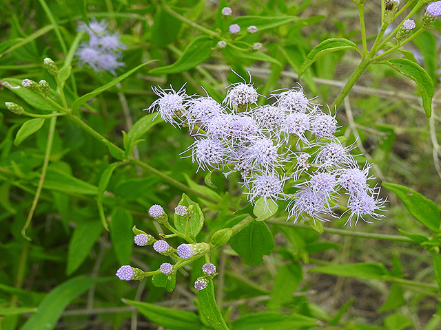 Chromolaena odorata (Blue mistflower) #87716