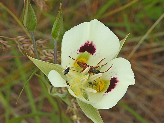 Calochortus eurycarpus (White mariposa lily) #87732