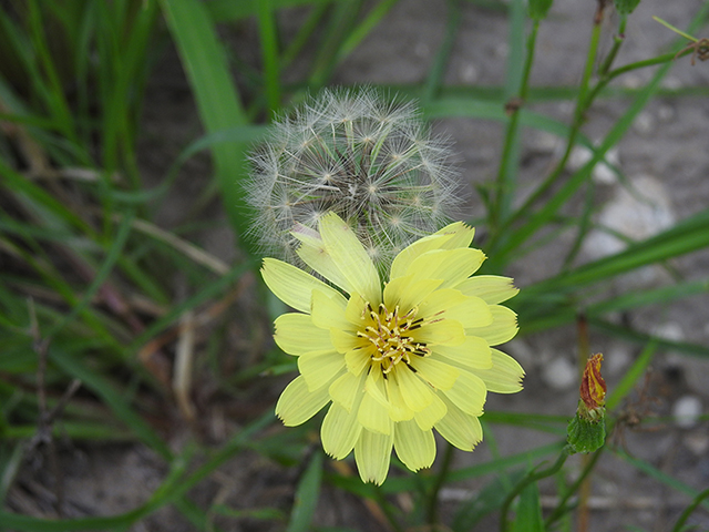 Pyrrhopappus pauciflorus (Smallflower desert-chicory) #87746