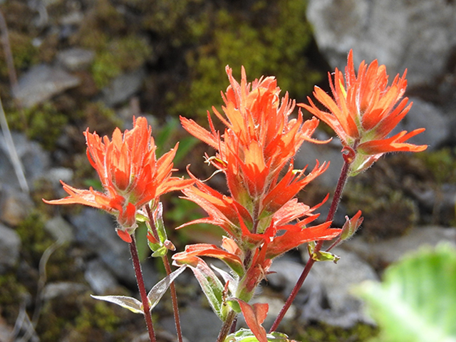 Castilleja miniata ssp. miniata (Giant red indian paintbrush) #87750