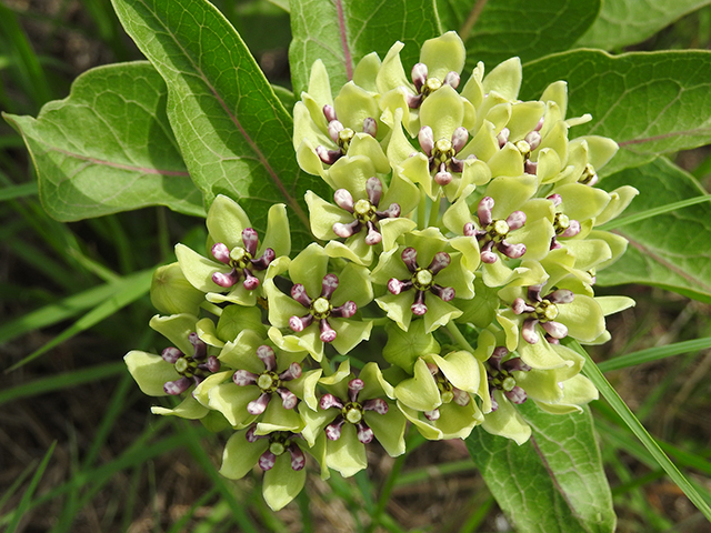 Asclepias viridis (Green milkweed) #87765