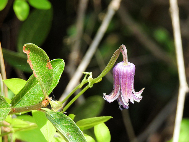 Clematis pitcheri (Purple leatherflower) #87771