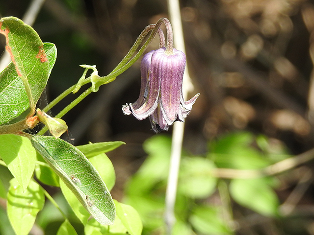 Clematis pitcheri (Purple leatherflower) #87773