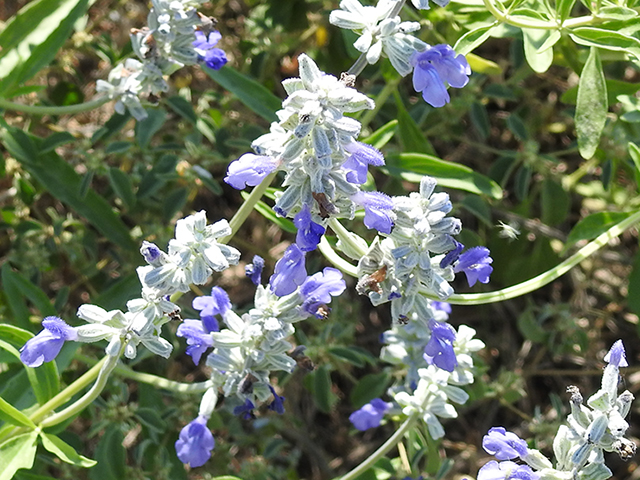 Salvia farinacea (Mealy blue sage) #87776