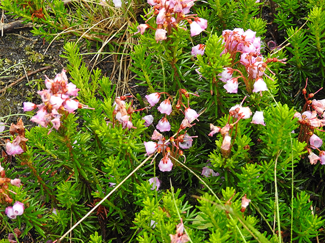 Phyllodoce empetriformis (Pink mountain heath) #87784