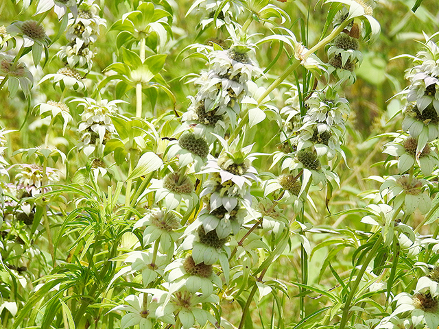 Monarda punctata ssp. punctata (Spotted beebalm) #87788