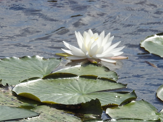 Nymphaea odorata (American white water-lily) #87801