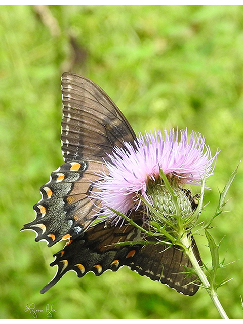 Cirsium discolor (Field thistle) #87816