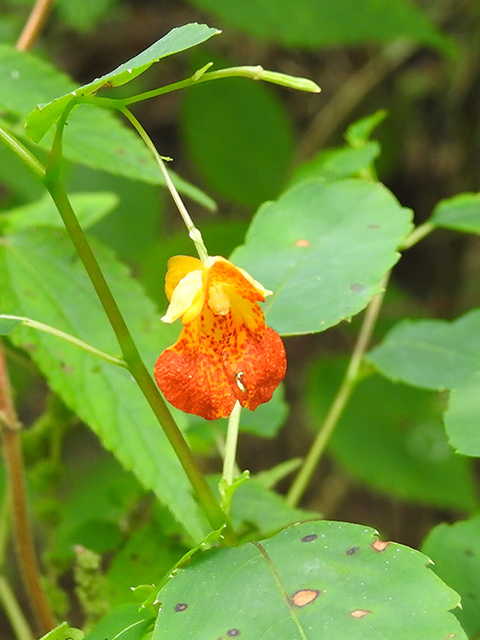 Impatiens capensis (Jewelweed) #87825