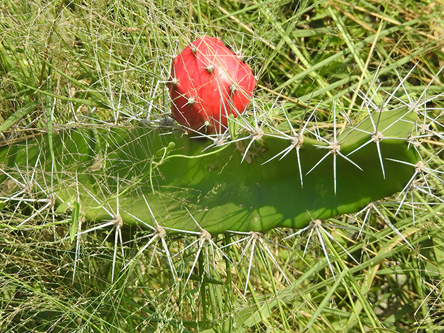 Acanthocereus tetragonus (Triangle cactus) #87853