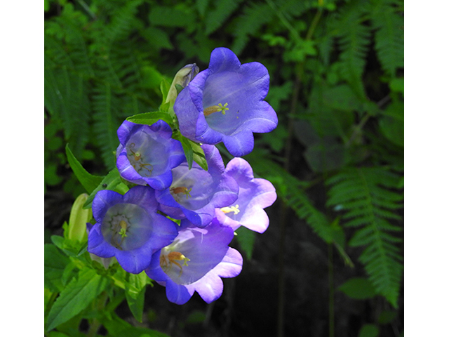 Campanula rotundifolia (Bluebell bellflower) #88063