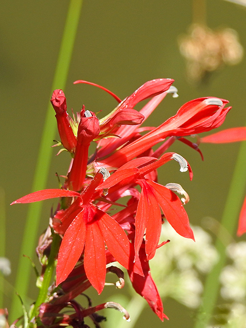 Lobelia cardinalis (Cardinal flower) #88067