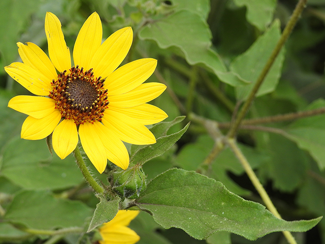 Helianthus annuus (Common sunflower) #88071