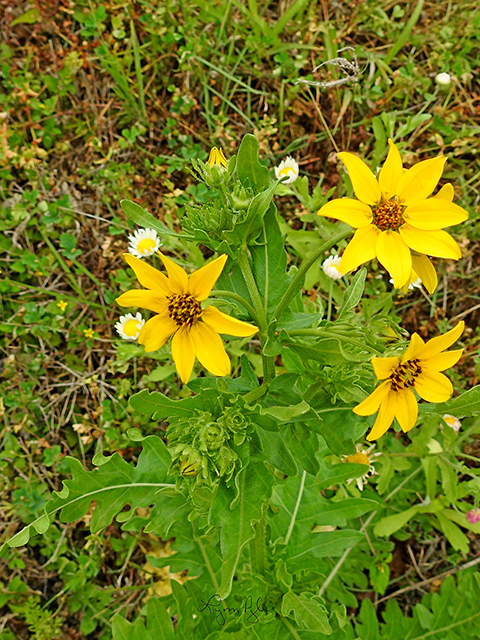 Engelmannia peristenia (Engelmann's daisy) #88091