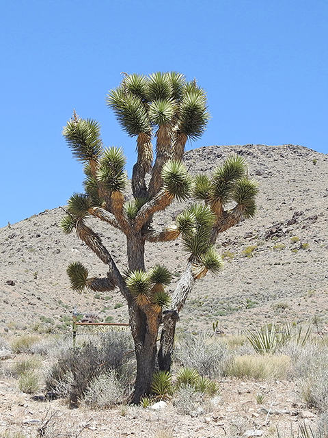 Yucca brevifolia (Joshua tree) #88108