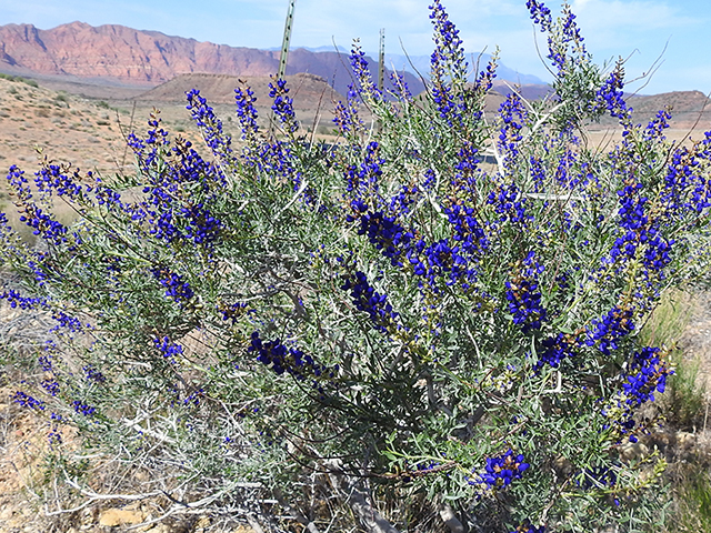 Psorothamnus arborescens (Mojave indigobush) #88118