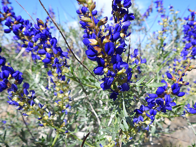 Psorothamnus arborescens (Mojave indigobush) #88119