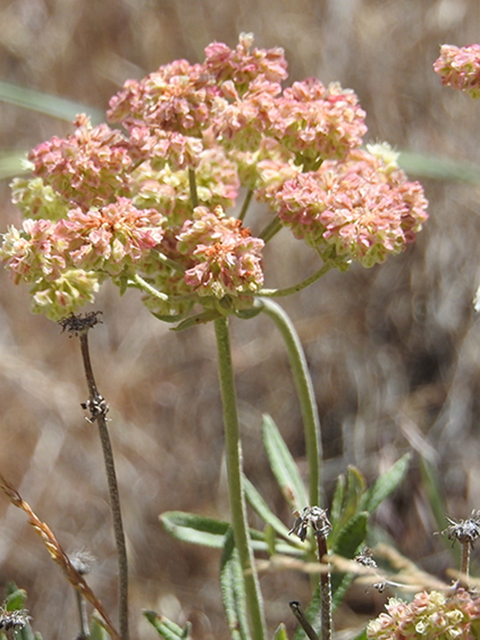 Eriogonum heracleoides (Parsnip-flower buckwheat) #88129