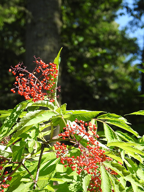 Sambucus racemosa (Red elderberry) #88136