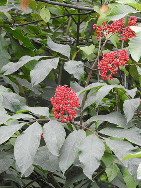 Sambucus racemosa (Red elderberry) #88137